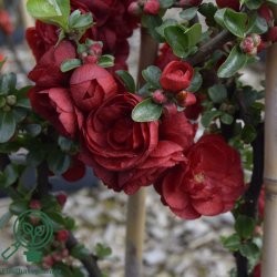 Japansk kv�de "Scarlet Storm"