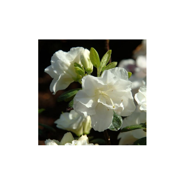 Rhododendron "Schneeperle"