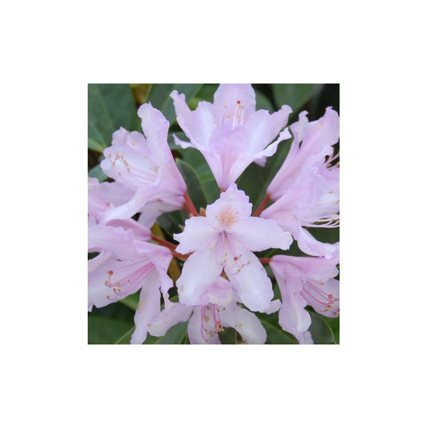 Rhododendron "Septembercharm"