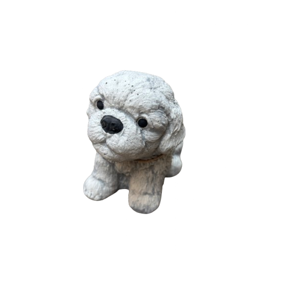 Hvalp Shih Tzu