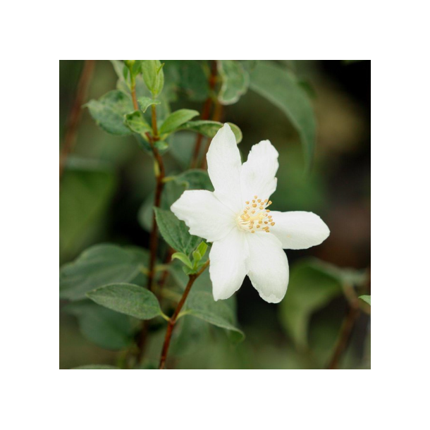 Ugte jasmin "Silberregen"