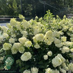 Hortensia "Silver Dollar"