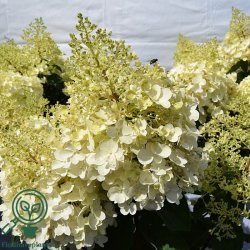 Hortensia "Silver Dollar"