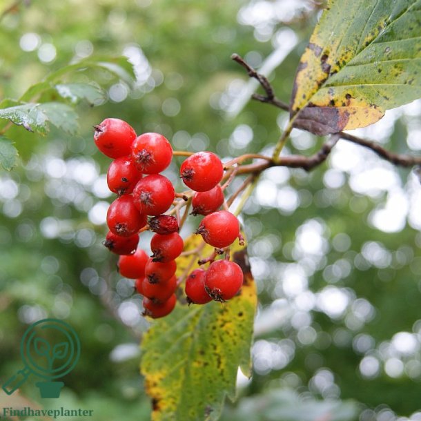 R�nnetr� "S�lvr�n"