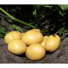 Soleo (Middeltidlig)