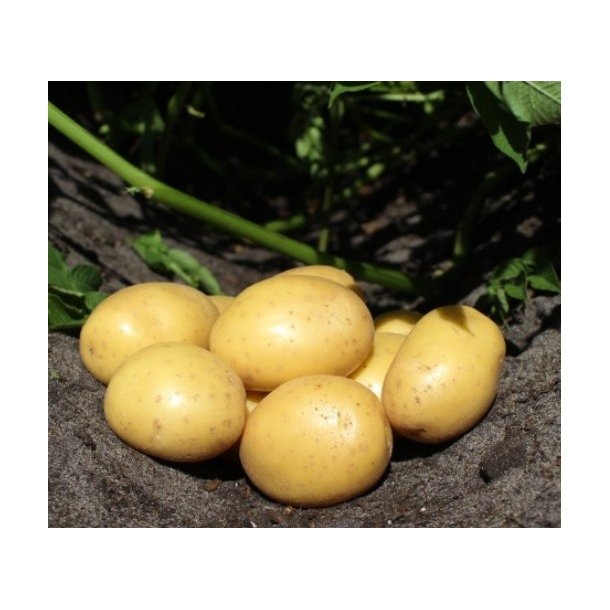 Soleo (Middeltidlig)