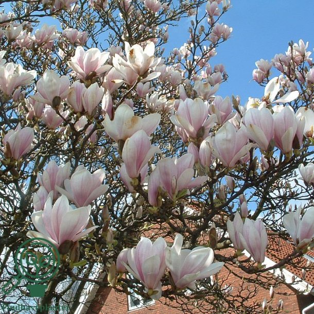 Magnolia "Soulangeana"