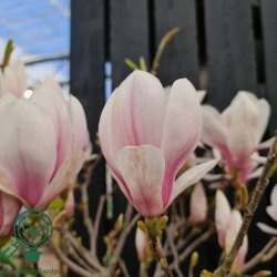 Magnolia "Soulangeana"