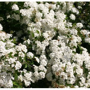 Spirea Bdt 10/stk