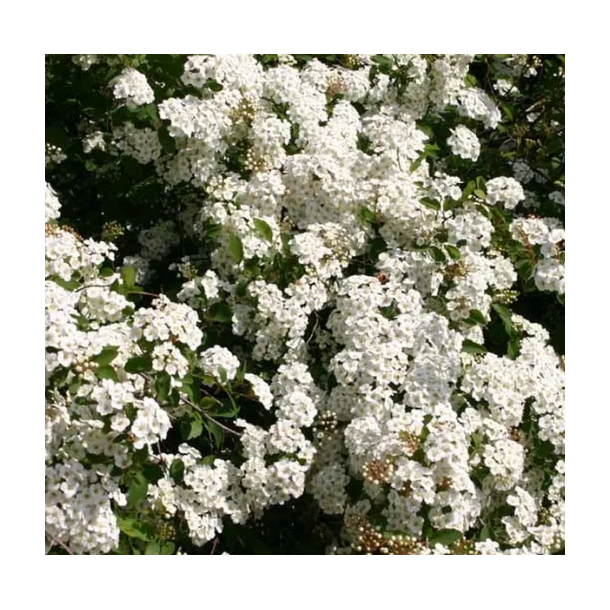 Spirea Bdt 10/stk