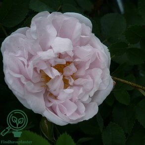 Rose 'Stanwell Perpetual'