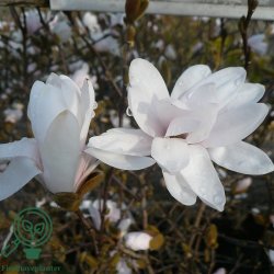 Magnolia "Stellata"