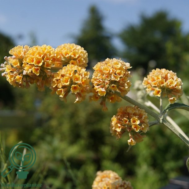 Buddleja "Sungold"