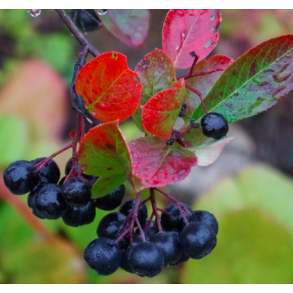 Surb�r, sortfrugtet