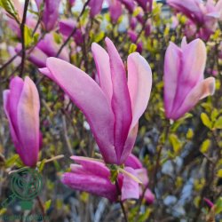 Magnolia "Susan"