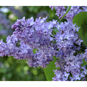 Syren lilla/hvid Bdt/10stk