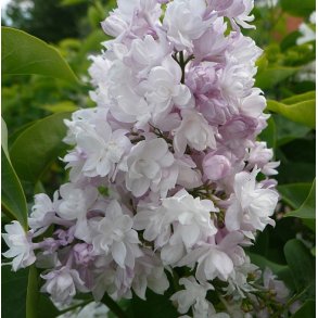 Syren 'Beauty of Moscow'