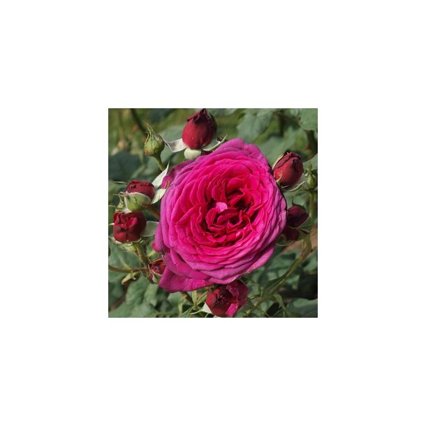 Rose "Tantau Rose Goethe"