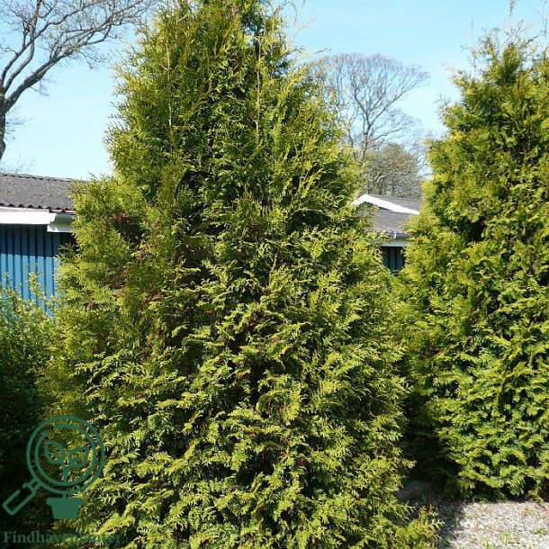 Thuja "Brabant"