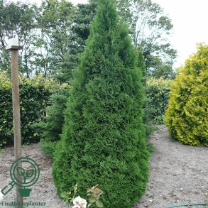 Thuja 