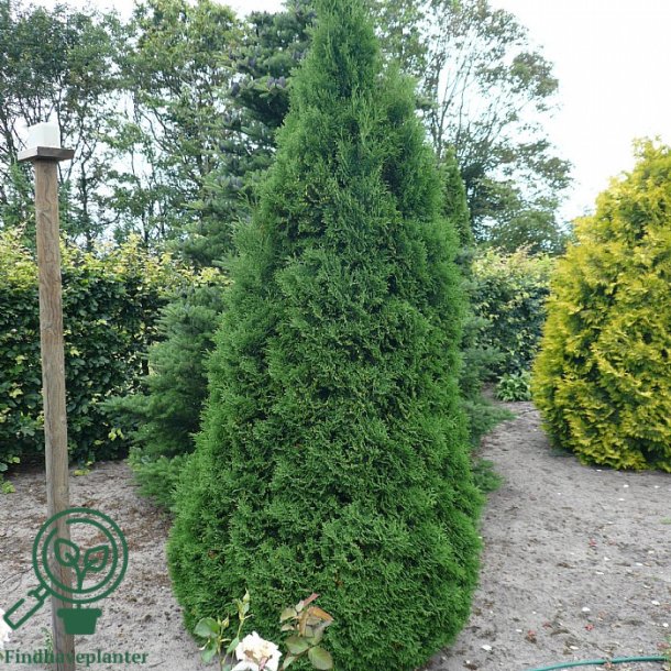 Thuja "Holmstrup"
