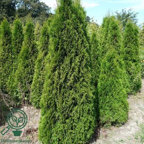 Thuja 