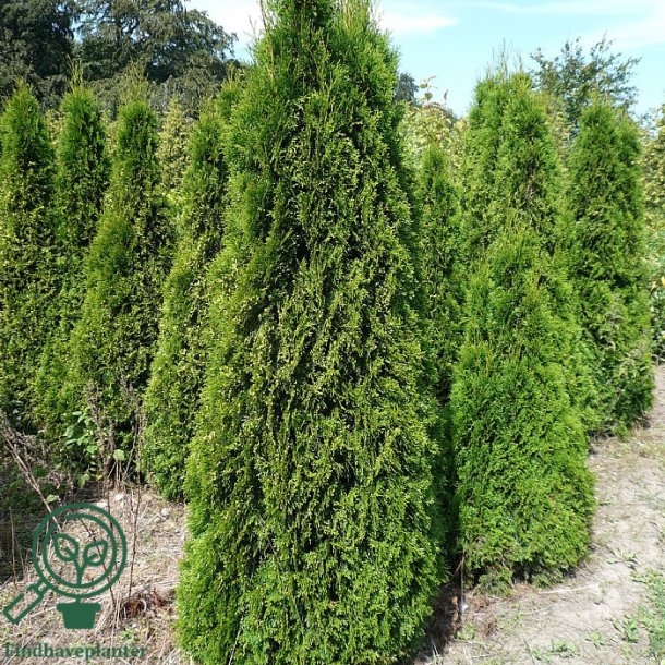 Thuja "Smaragd"