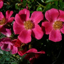 Rose 'Tommelise'