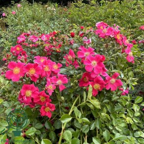Rose 'Tommelise'