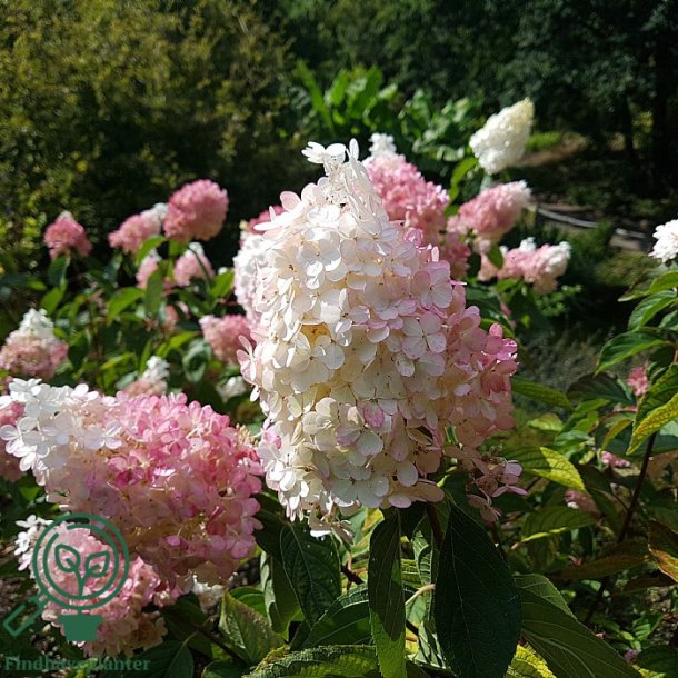 Hortensia "Vanillie Fraise"