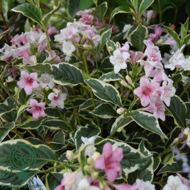 Klokkebusk "Variegata"