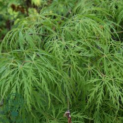 Japansk Ahorn "Diss. Viridis"