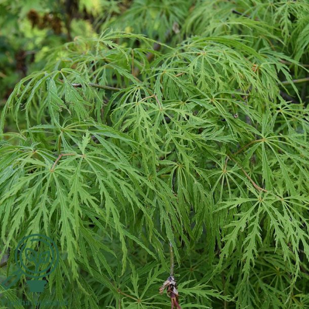 Japansk Ahorn "Diss. Viridis"