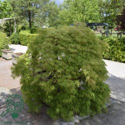 Japansk Ahorn "Diss. Viridis"