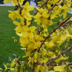Forsythia "Weekend"
