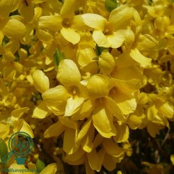 Forsythia "Weekend"