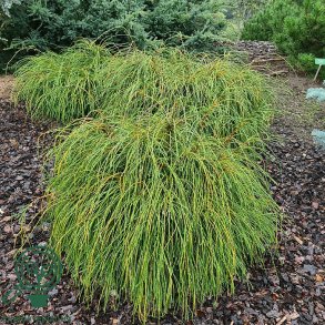 Thuja Whipcord