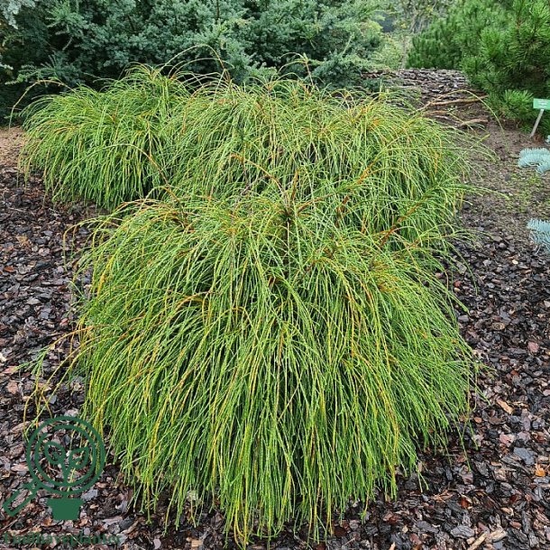 Thuja Whipcord