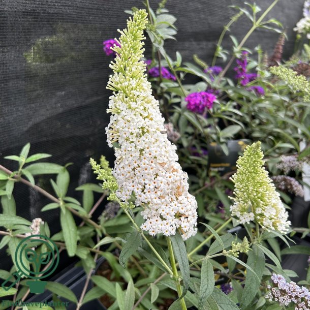 Buddleja "White Profusion"