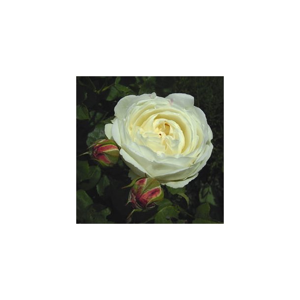 Rose "Winchester Cathedral"